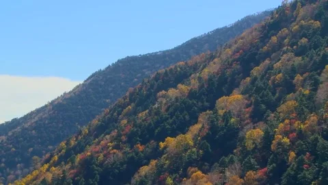 Sweeping View of Autumn Woods Stock Footage 346195698