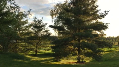A sweeping view of pine and evergreen trees in the late day sunshine Stock Footage 161755284