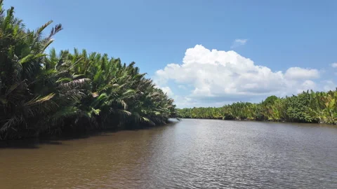 Sweeping View of Tropical River and Palm Vegetation, Tanjung Puting, Borneo Stock Footage 346364089