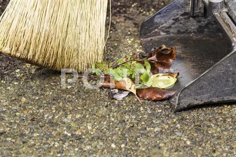 Sweeping weeds into dusk pan Stock Photos