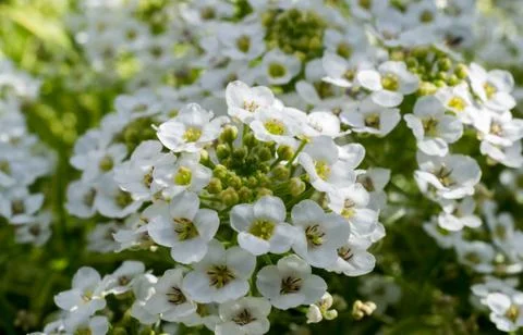 The Sweet Alyssum growing in France. Stock Photos
