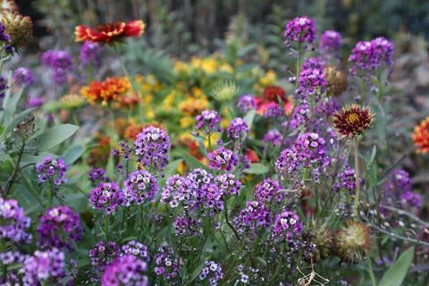 Sweet alyssum Stock Photos