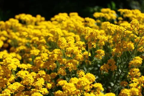 Sweet alyssum in the spring Stock Photos