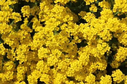 Sweet alyssum in the spring Stock Photos