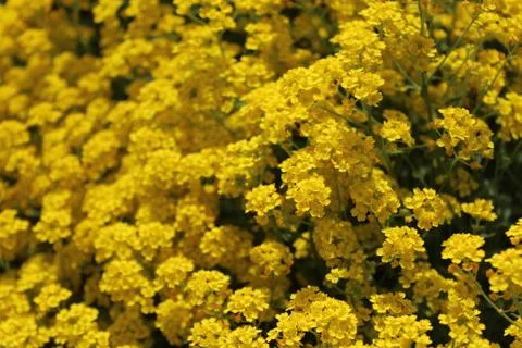 Sweet alyssum in the spring Stock Photos