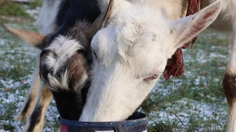 A Sweet and Endearing Bond That Develops Between Two Goats at Their Feeding Time 스톡 동영상 303392981