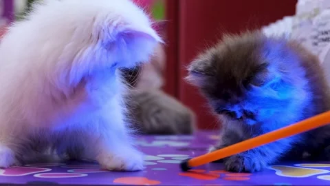Sweet and Gentle Playtime with Two Fluffy Cats, furry cats in a cafe Stock Footage 343826931