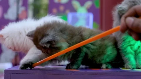 Sweet and Gentle Playtime with Two Fluffy Cats, furry cats in a cafe Stock Footage 343827177
