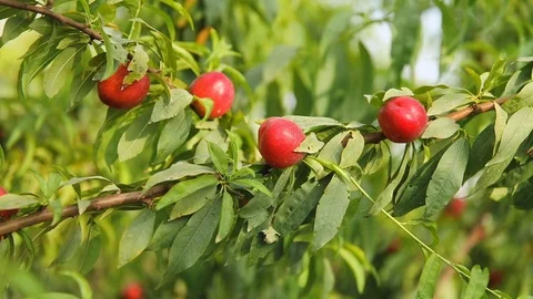 Sweet and Ripe nectarines or peaches on the tree. Stock Footage