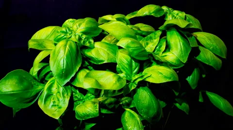 Sweet Basil growing in time lapse Stock Footage 68911899