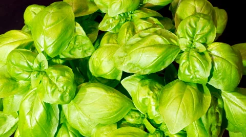 Sweet Basil growing in time lapse Stock Footage 68912326