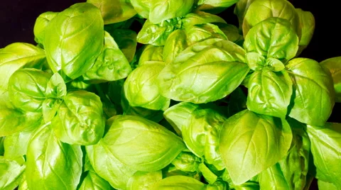 Sweet Basil growing in time lapse Stock Footage 68912563