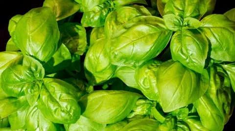 Sweet Basil growing in time lapse Video stock 68913196