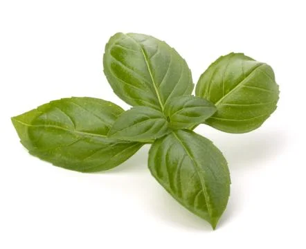 Sweet basil leaves Stock Photos