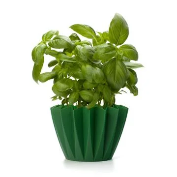 Sweet basil leaves Stock Photos