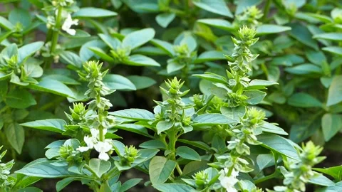 Sweet basil (Ocimum basilicum) plants bloommg in the garden bed, srock video Stock Footage 165508267