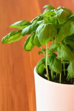 Sweet basil Stock Photos
