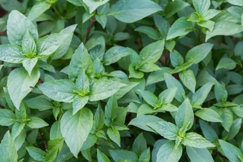Sweet basil Stock Photos
