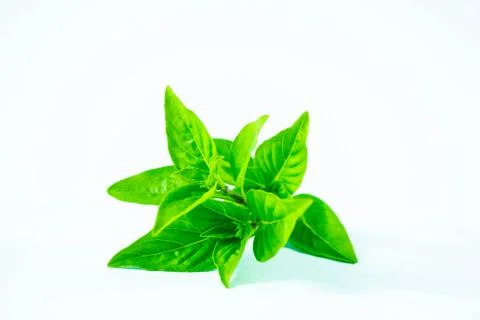 Sweet basil Stock Photos