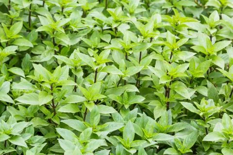 Sweet basil Stock Photos