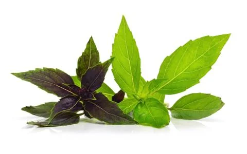 Sweet basil Stock Photos