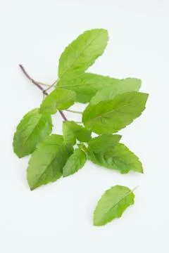 Sweet basil Stock Photos