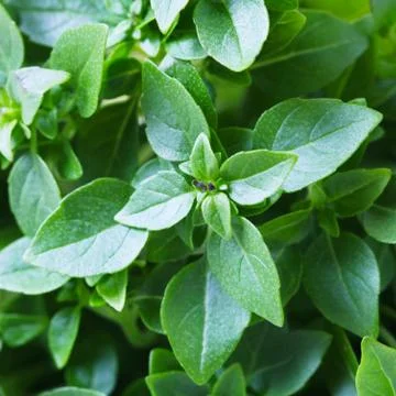 Sweet Basil Stock Photos