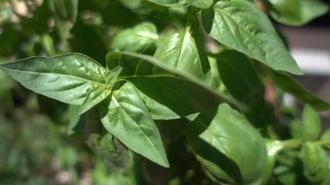 Sweet basil plants. Video stock 94382969