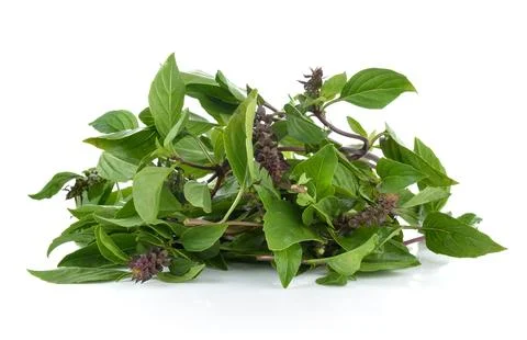 Sweet Basil on white background Stock Photos