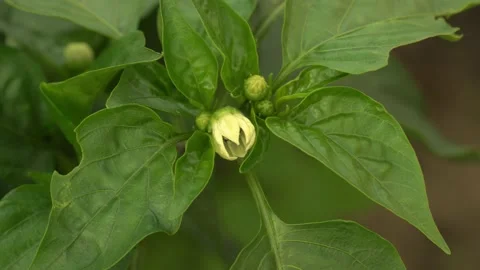 Sweet bell pepper flower close-up on a garden bed in the garden Stock Footage 140052499