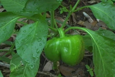 Sweet Bell Pepper 動画素材 125030