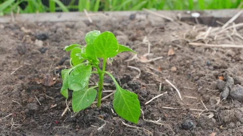 Sweet bell pepper seedling leaves in water drops close-up Stock Footage 249247086