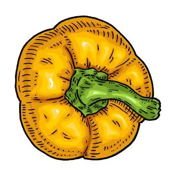 Sweet bell pepper. Top view. Vintage hatching vector black illustration. Stock Illustration
