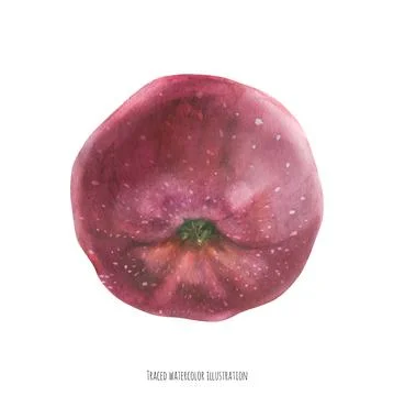 Sweet big red apple Stock Illustration
