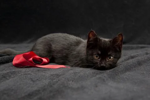 Sweet black kitty posing with red ribbon Stock-Fotos