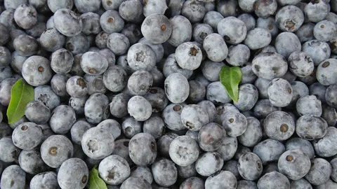 Sweet blueberries on the table. Stock Footage 302707101