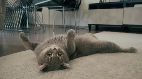 A sweet British cat playing Stock Footage 276591284