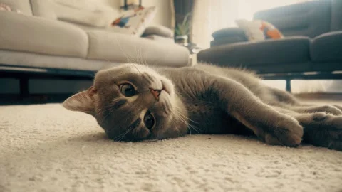 A sweet British cat playing Stock Footage 276591332