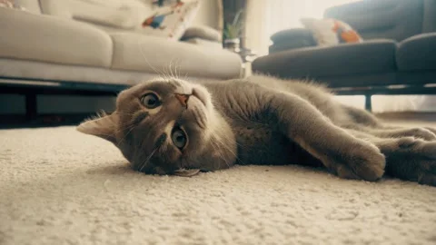 A sweet British cat playing Stock Footage 276591338