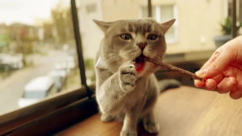 A sweet British cat playing Stock Footage 276591418