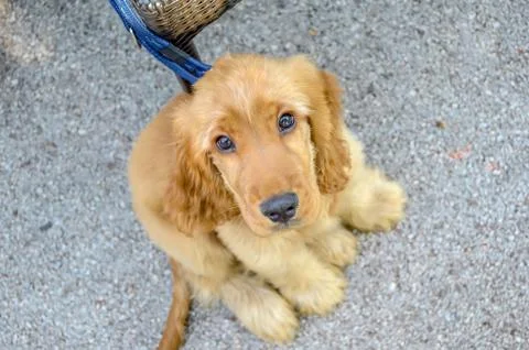 Sweet British cocker spaniel Stock Photos