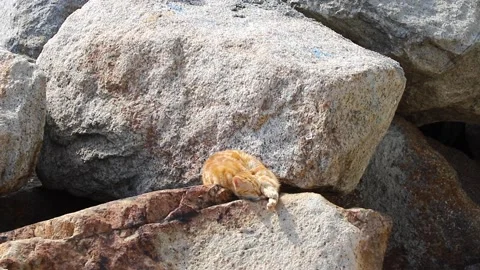 A sweet brown cat sleeping on the rocks Stock Footage 137725653