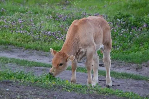 The sweet calf eats green grass on the pasture. Stock Photos