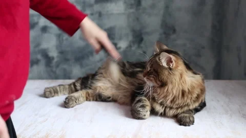 Sweet cat is brushed Stock Footage 167797903