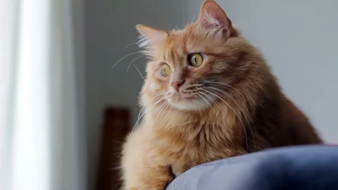 Sweet Cat Gazing Video stock 96234867
