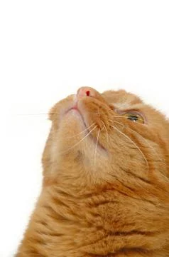 Sweet cat is looking up Stock Photos