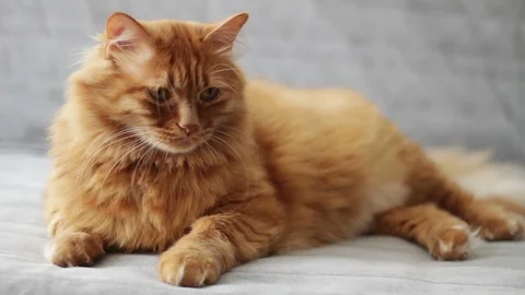 Sweet Cat is Lying on Couch and Looks Around Stock Footage 96237779