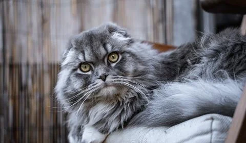 Sweet Cat Foto stock