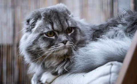 Sweet Cat Foto stock