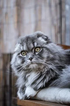 Sweet Cat Foto stock